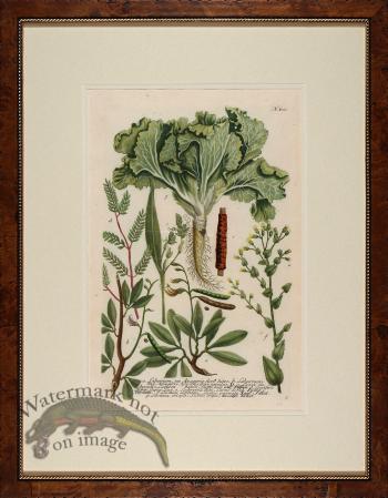 Weinmann Burl with Gold DM 12